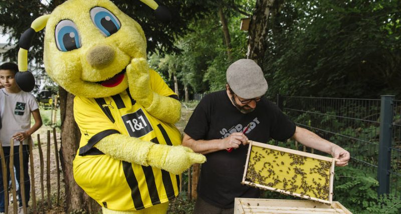 Konkret werden! Honigernte bei den „Borsig-Bienen“